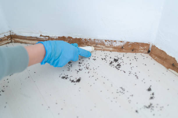 Best Wasp Removal Services  in Highwood, IL