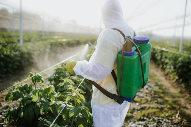 Best Wasp Removal Services  in Highwood, IL